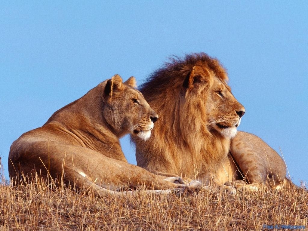 Lion-And-Lioness-wild-animals-2785468-1024-768